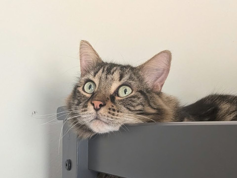 Mephy, a tabby cat, peering down from the top of a bunk bed